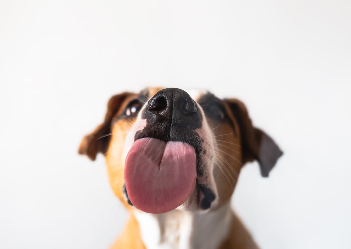 chien qui lèche la caméra