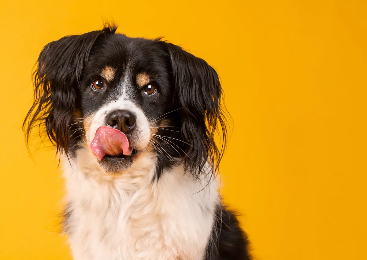 chien qui se lèche les babines sur un fond jaune
