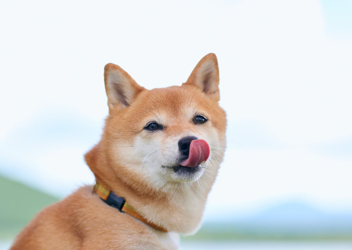 chien qui se lèche la truffe, il est dehors, c'est un shiba