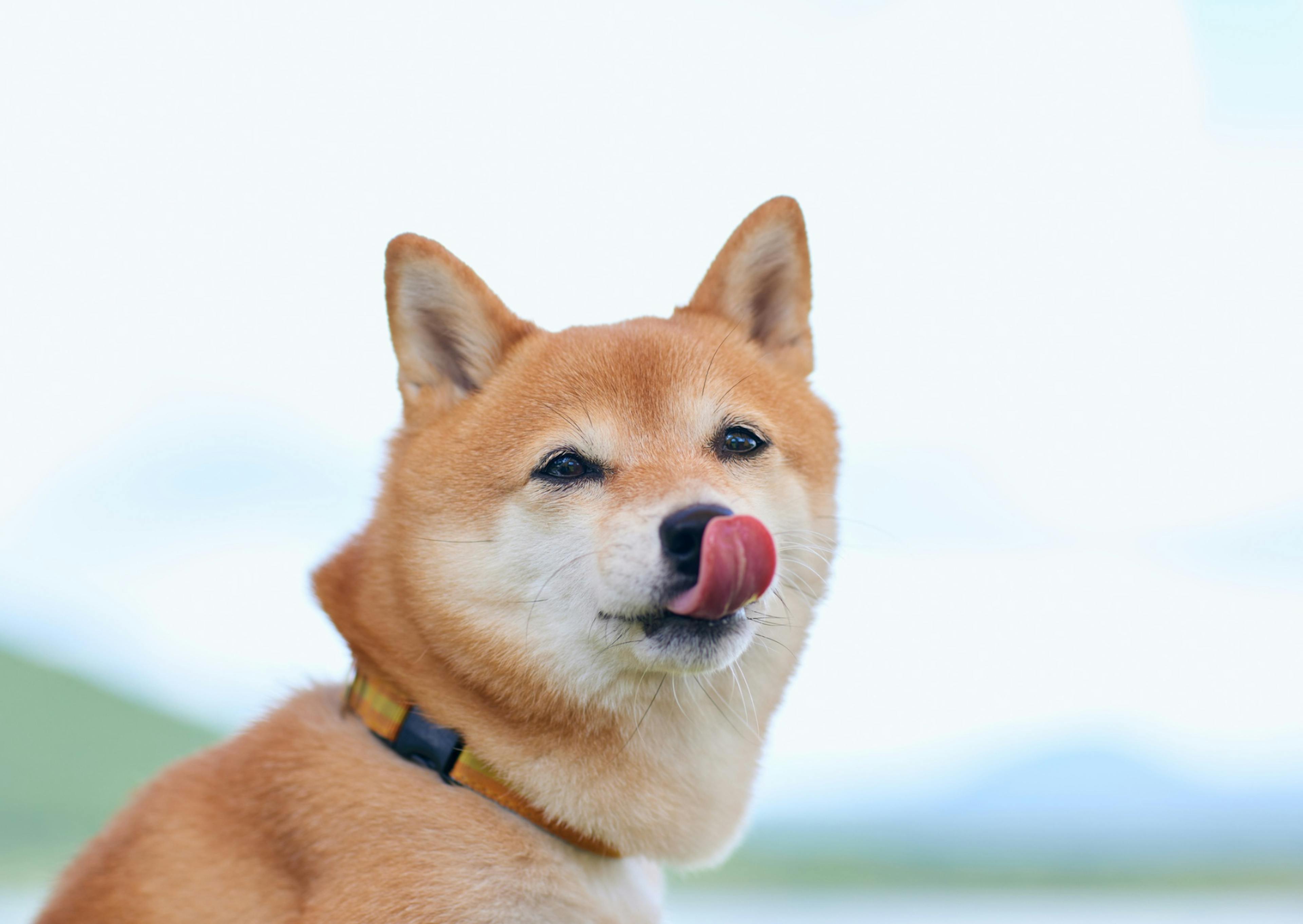 chien qui se lèche la truffe, il est dehors, c'est un shiba