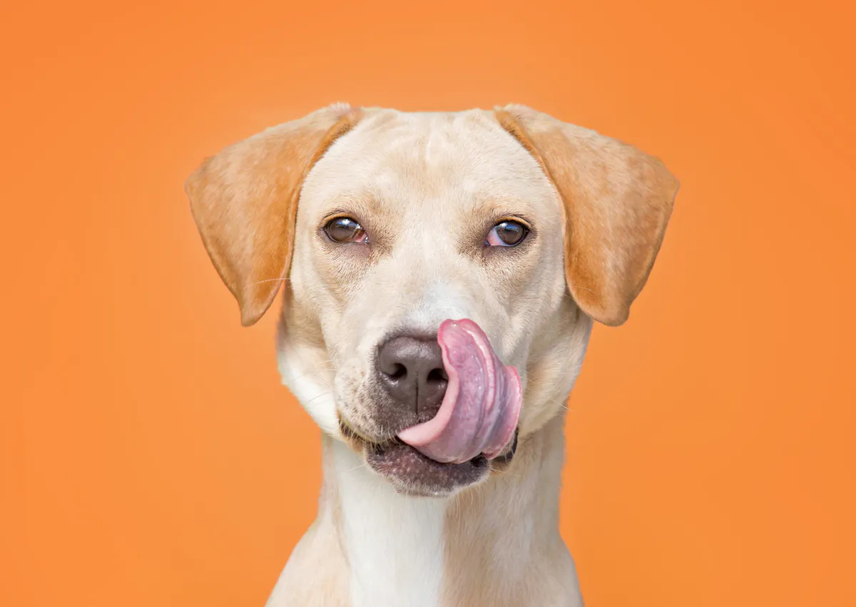 chien sur fond orange qui se lèche la babine