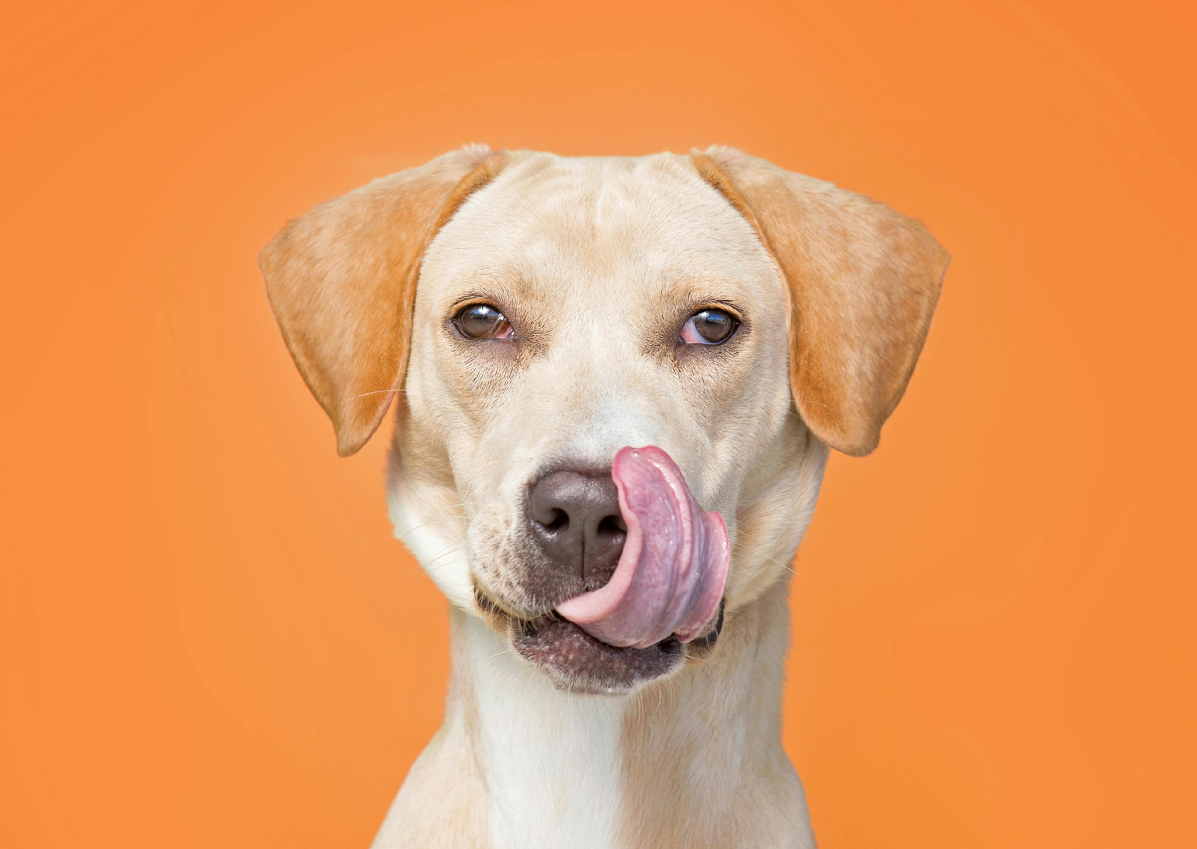chien sur fond orange qui se lèche la babine
