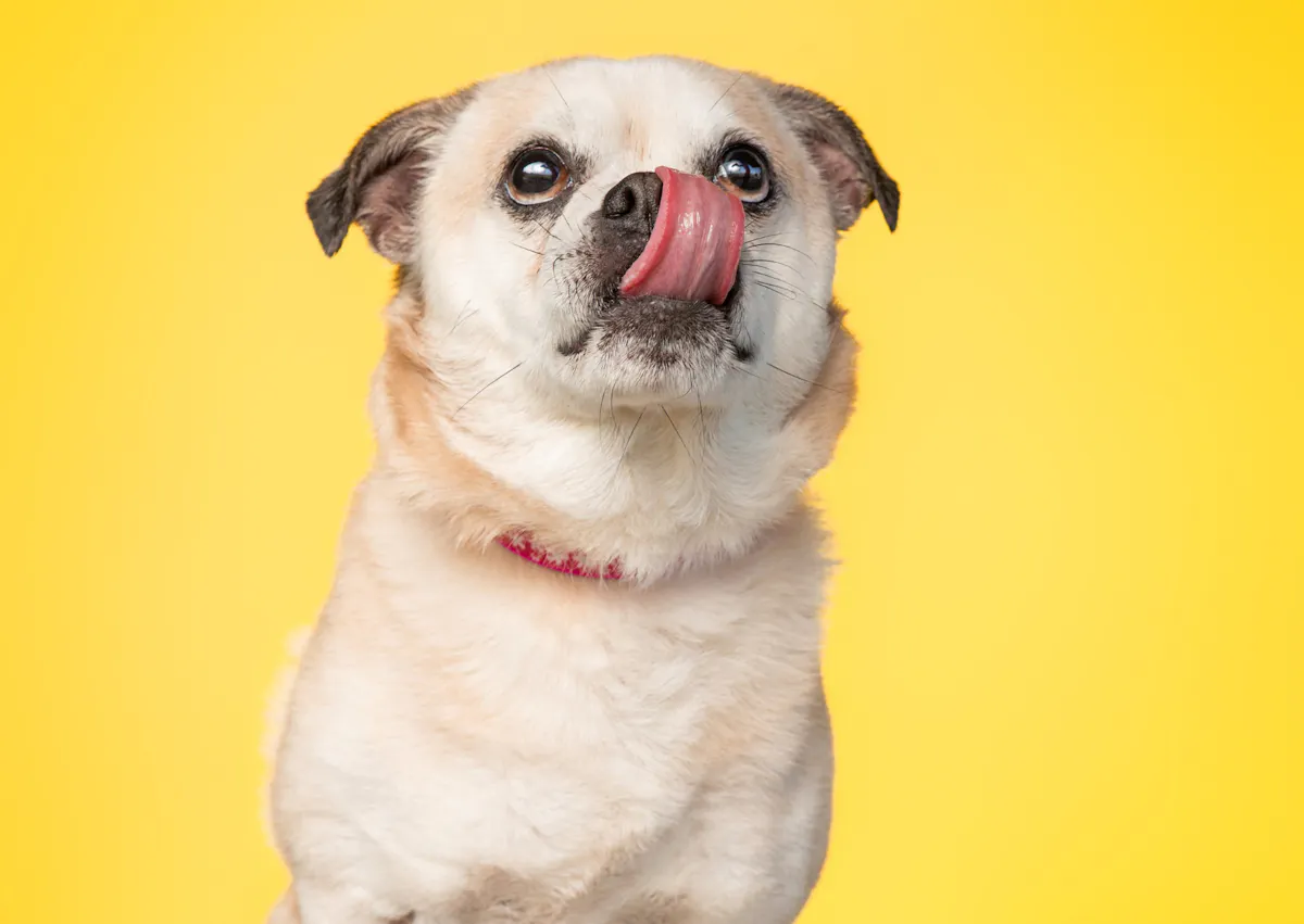 chien qui se lèche la truffe sur un fond jaune