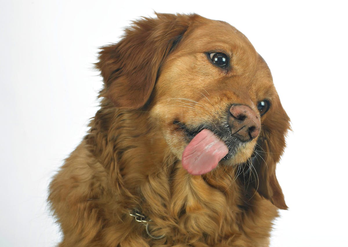chien qui lèche une vitre devant lui