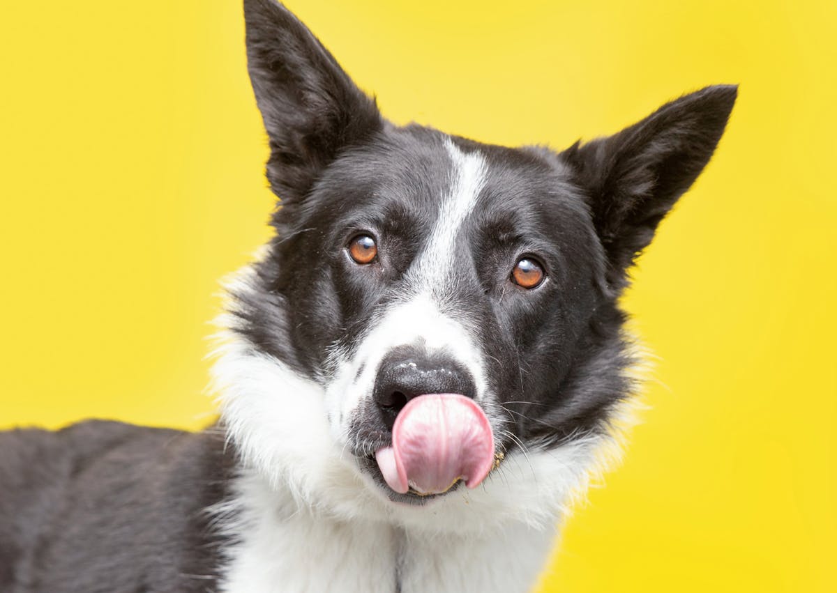 chien sur un fond jaune qui se lèche la truffe