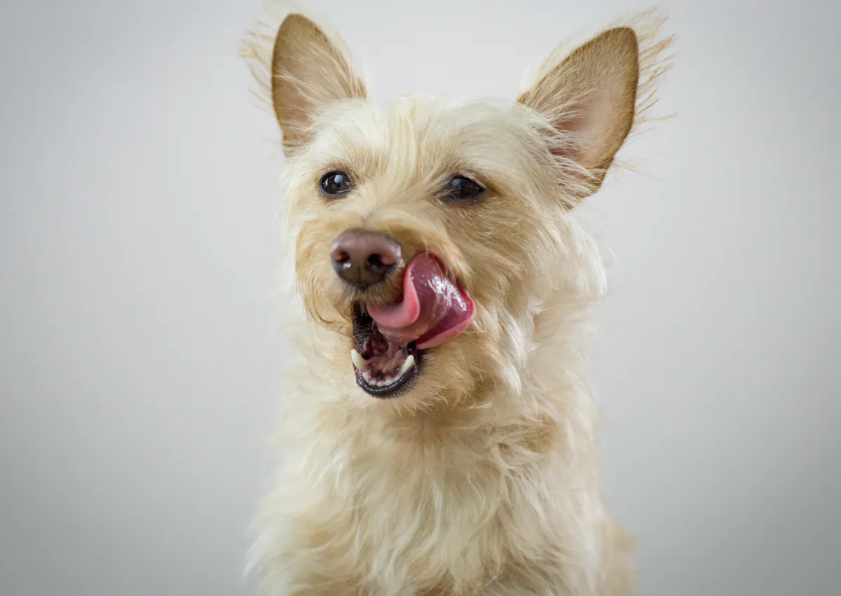 chien qui ouvre la gueule et qui se lèche les babines