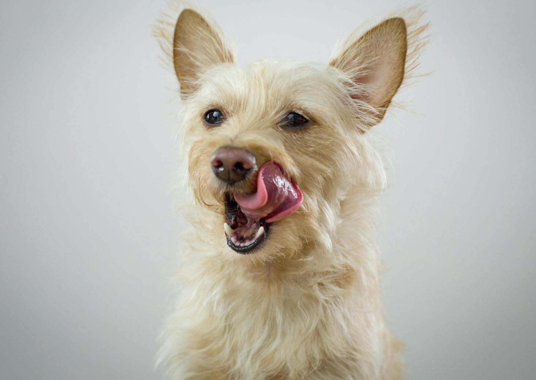 chien qui ouvre la gueule et qui se lèche les babines