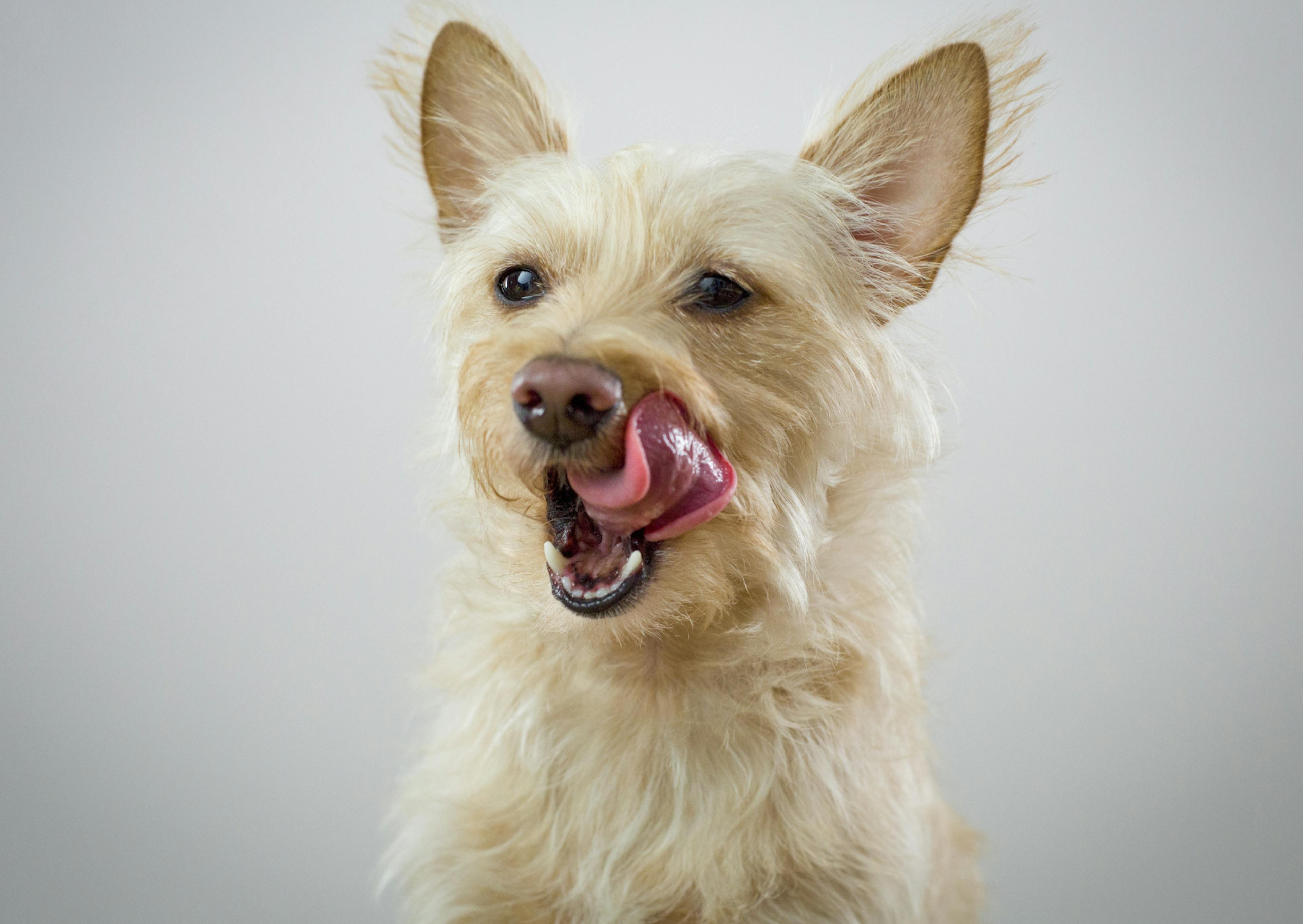 chien qui ouvre la gueule et qui se lèche les babines