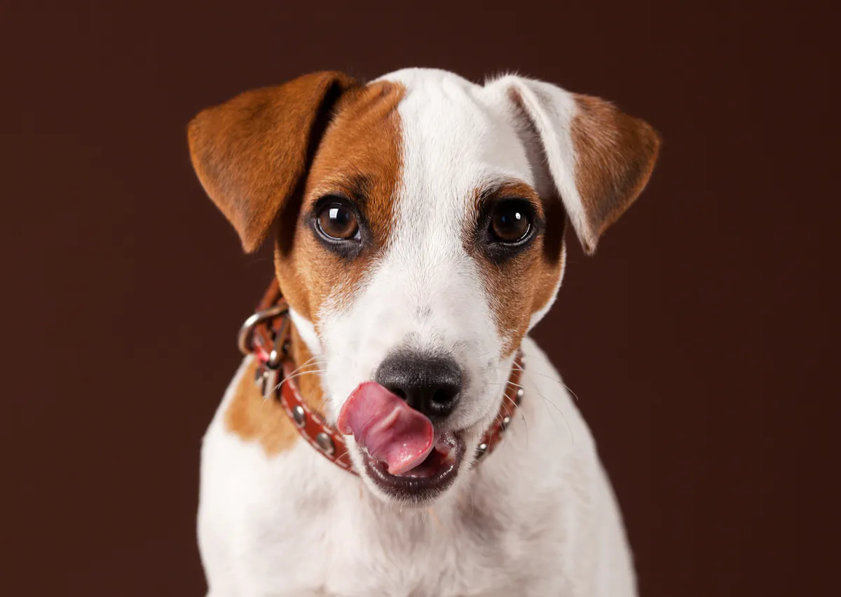 Jack russel sur fond marron, il se lèche la truffe