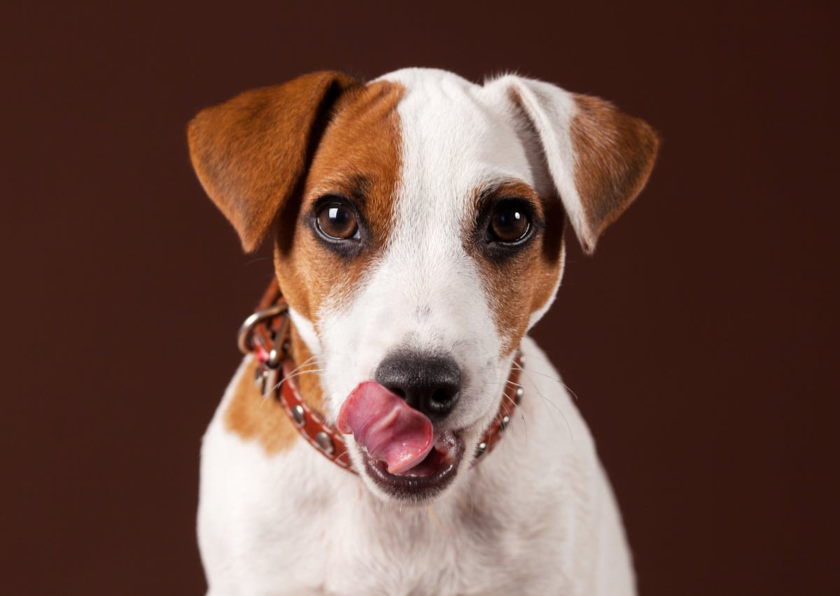 Jack russel sur fond marron, il se lèche la truffe