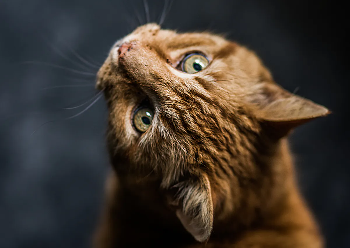 chat roux au yeux verts qui regarde en arrière 