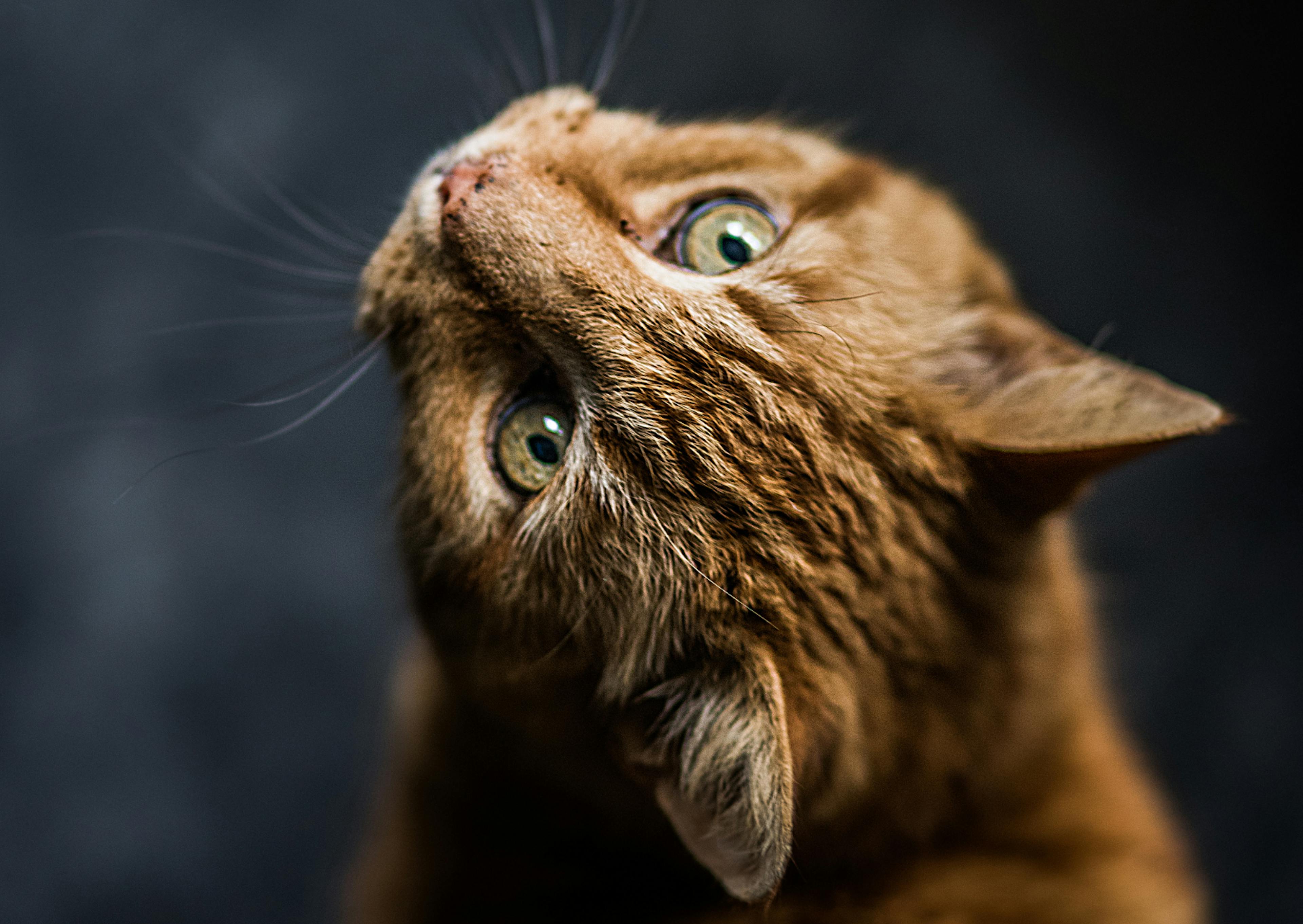 chat roux au yeux verts qui regarde en arrière 