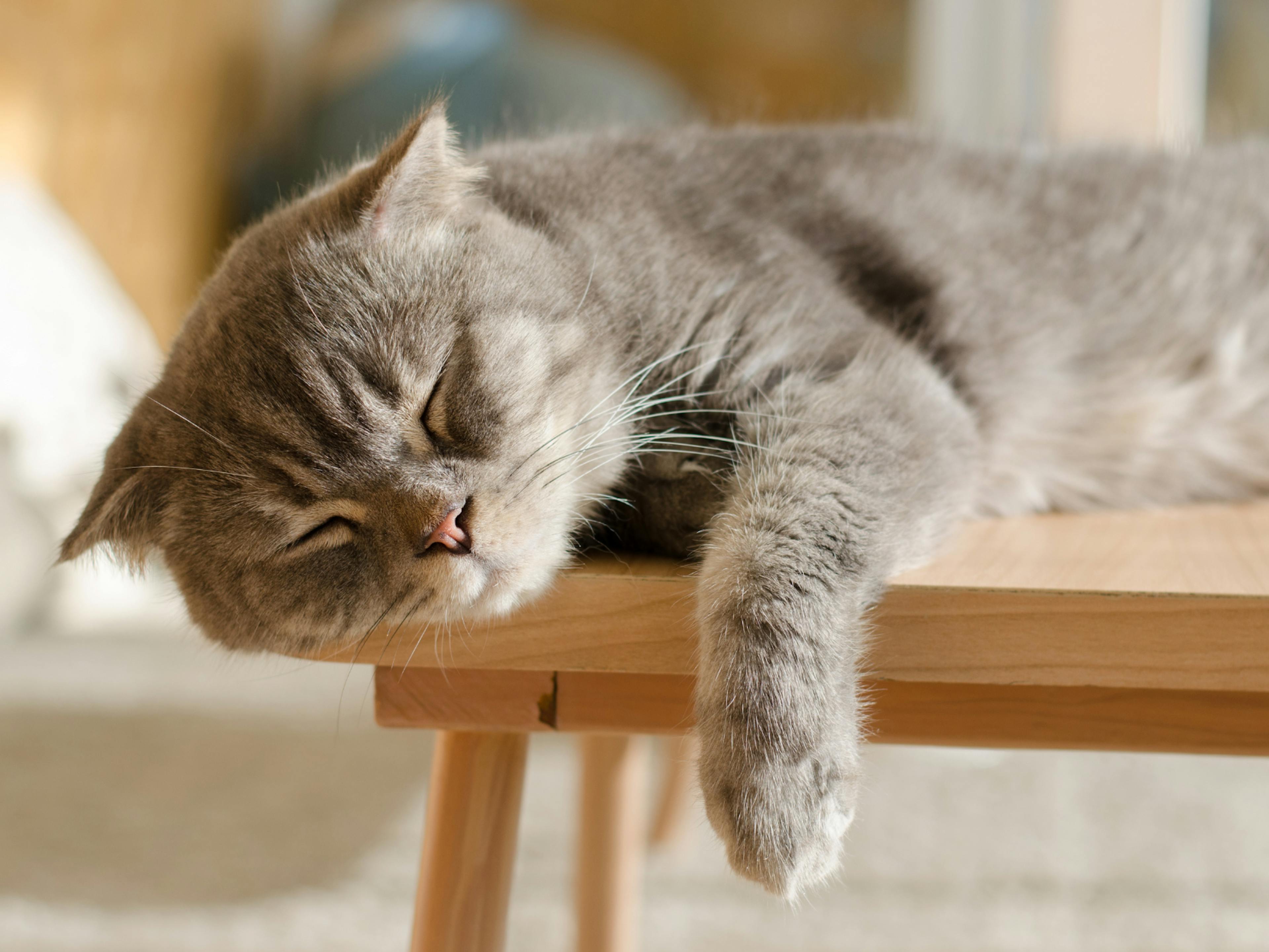 chat qui dort sur un tabouret 