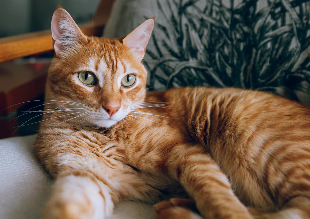 chat roux sur un canapé, il regarde devant lui en relevant la tête