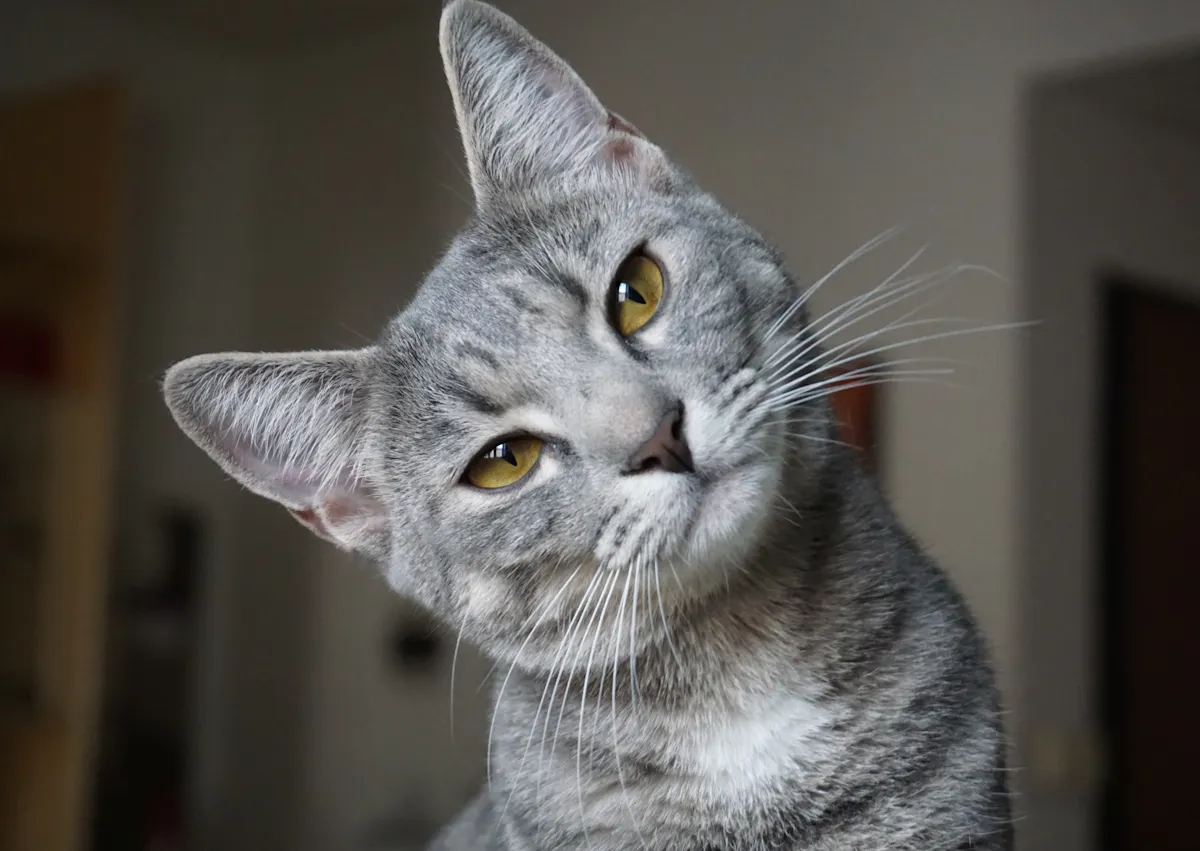 chat gris qui tourne légèrement la tête sur le côté