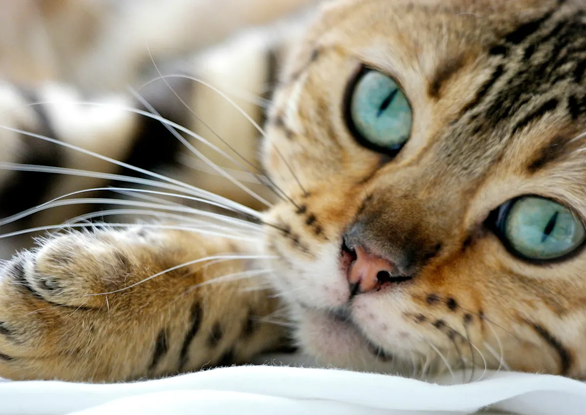 chat aux yeux bleus qui regarde devant lui, il est couché 