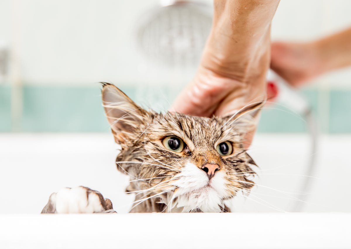 chat qui essait de partir d'une baignoire en se faisant doucher