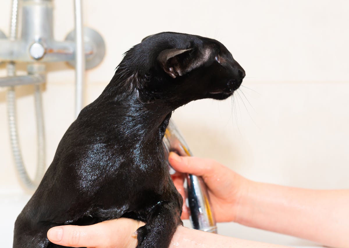 chat noir qui se fait rincer dans une baignoire