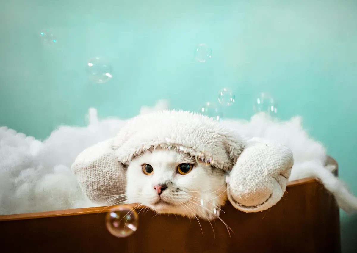 chat dans une baignoire, il est dans la mousse et à une serviette enroulée sur sa tête