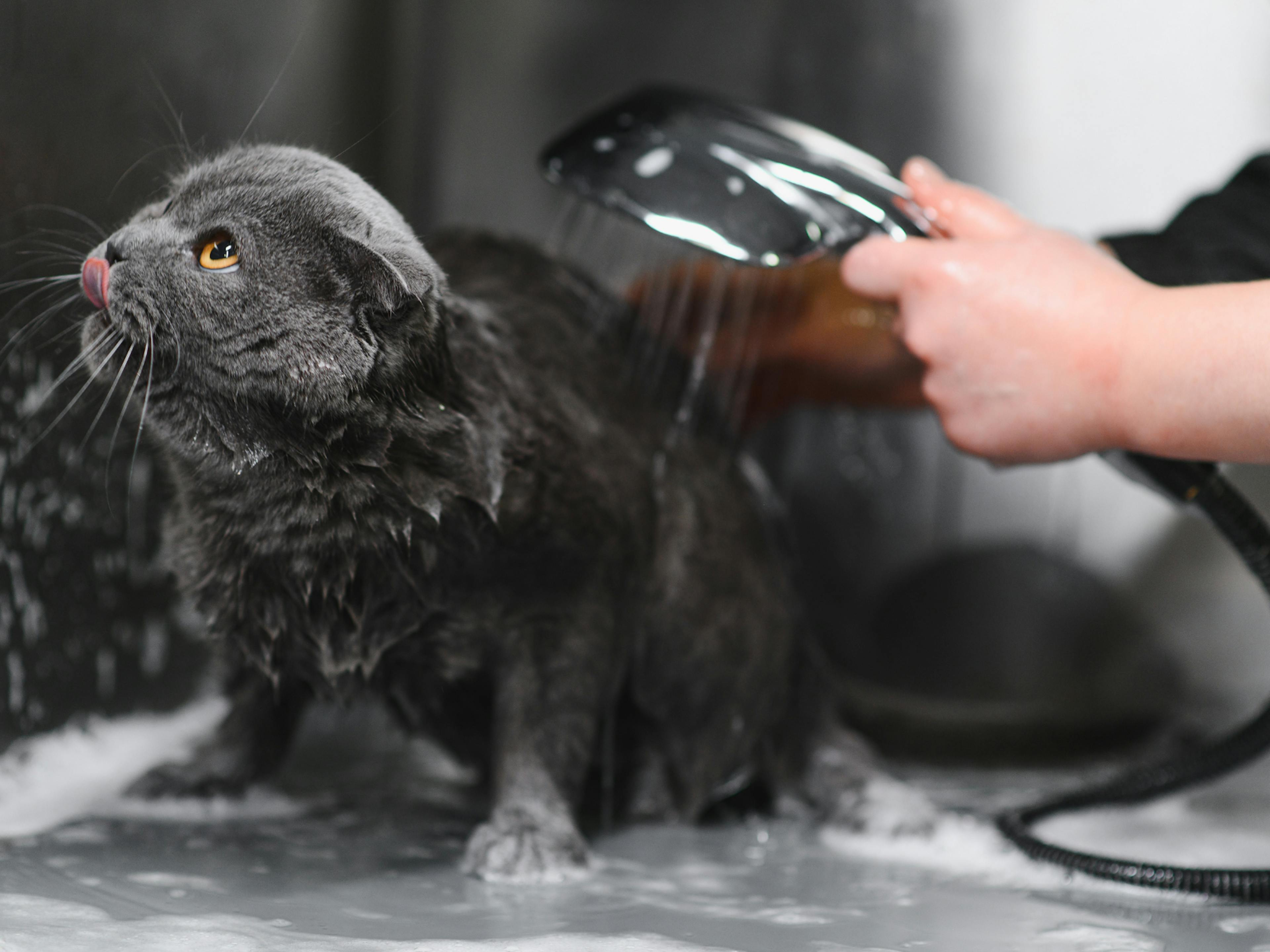chat gris qui se fait laver 