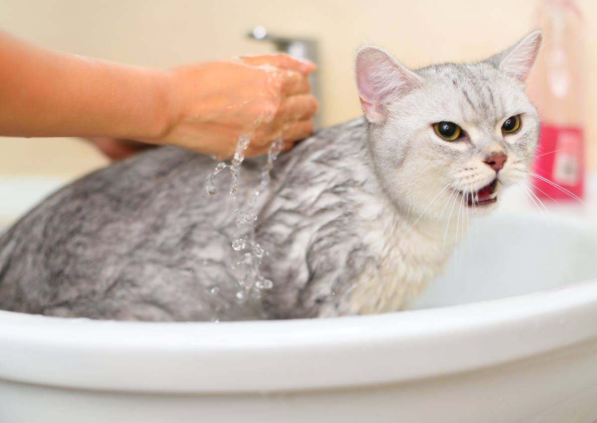 chat quiouvre la gueule, il se fait rincer dans un lavabo