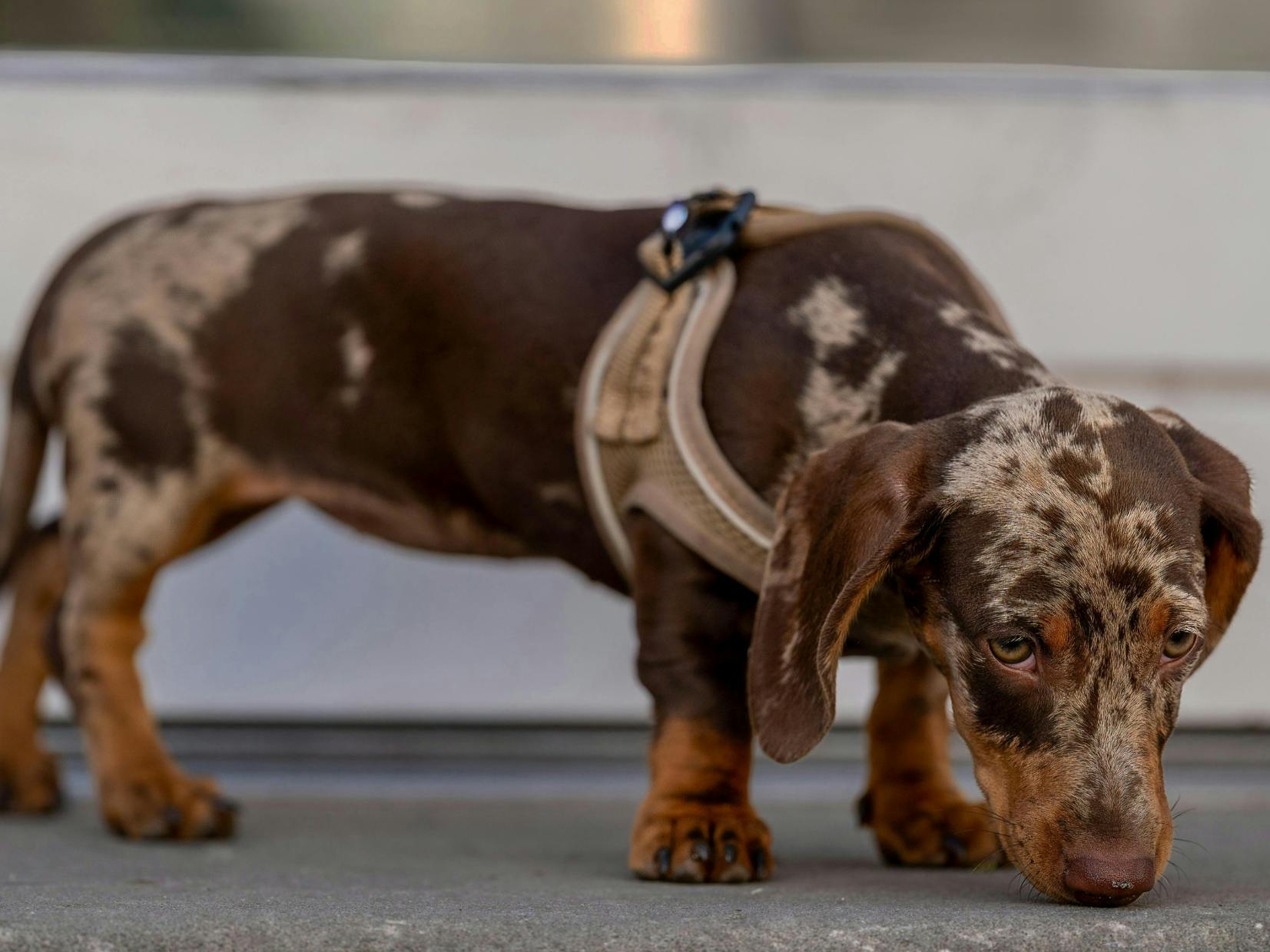 teckel qui renfle le sol