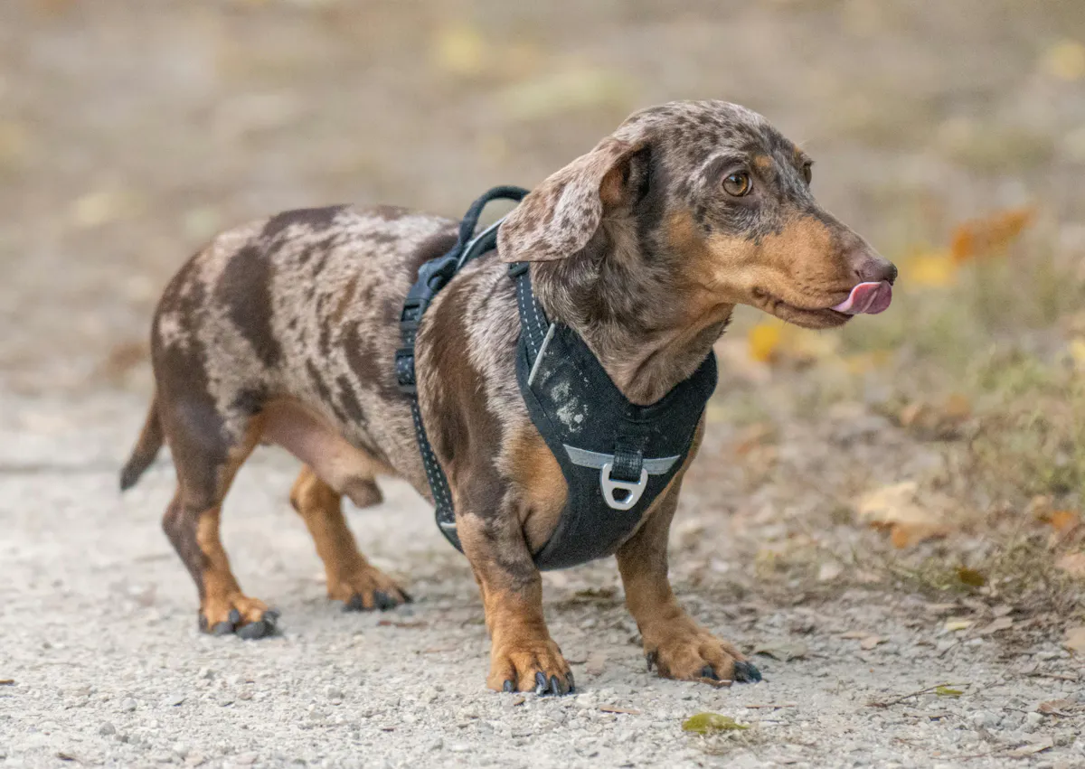 teckel qui se balade dehors et regarde au loin