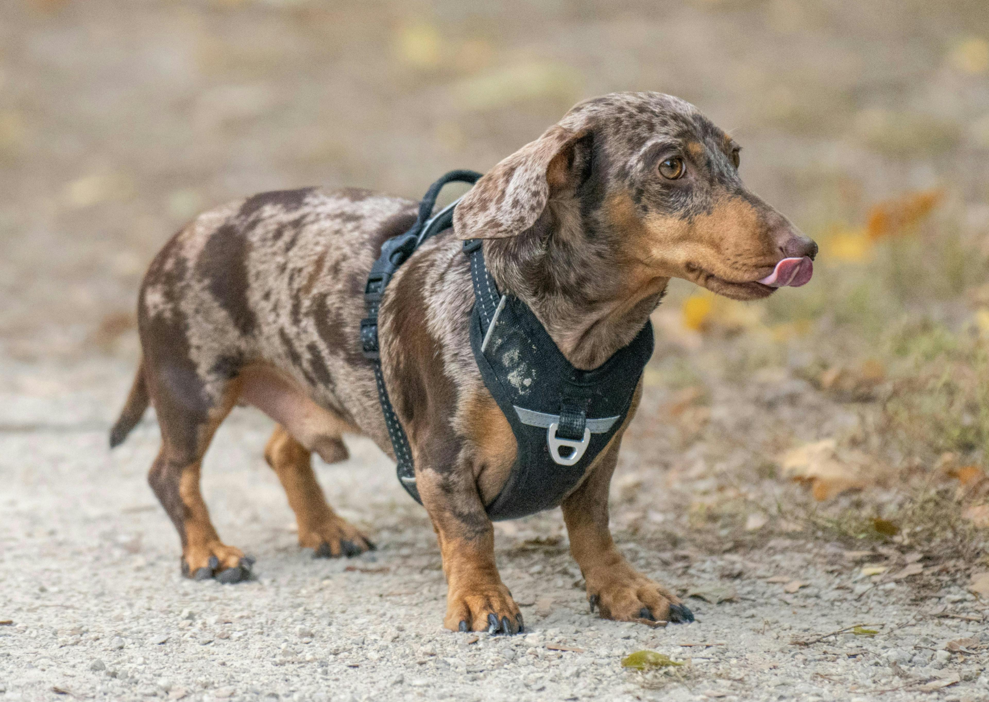 teckel qui se balade dehors et regarde au loin
