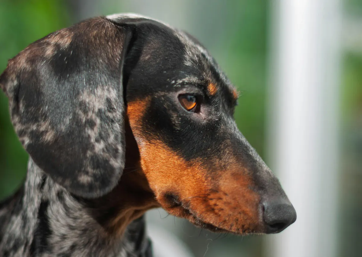 teckel qui regarde vers le bas