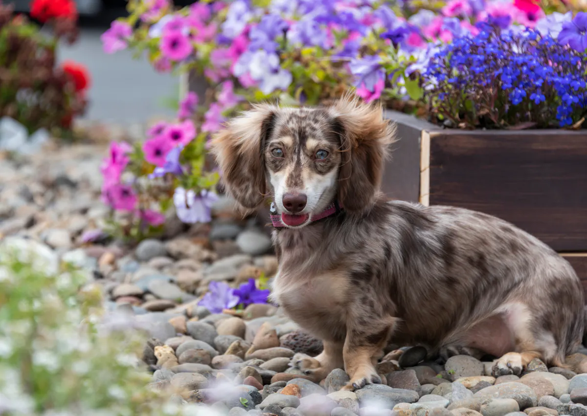 teckel dans un jardin qui regarde au loin