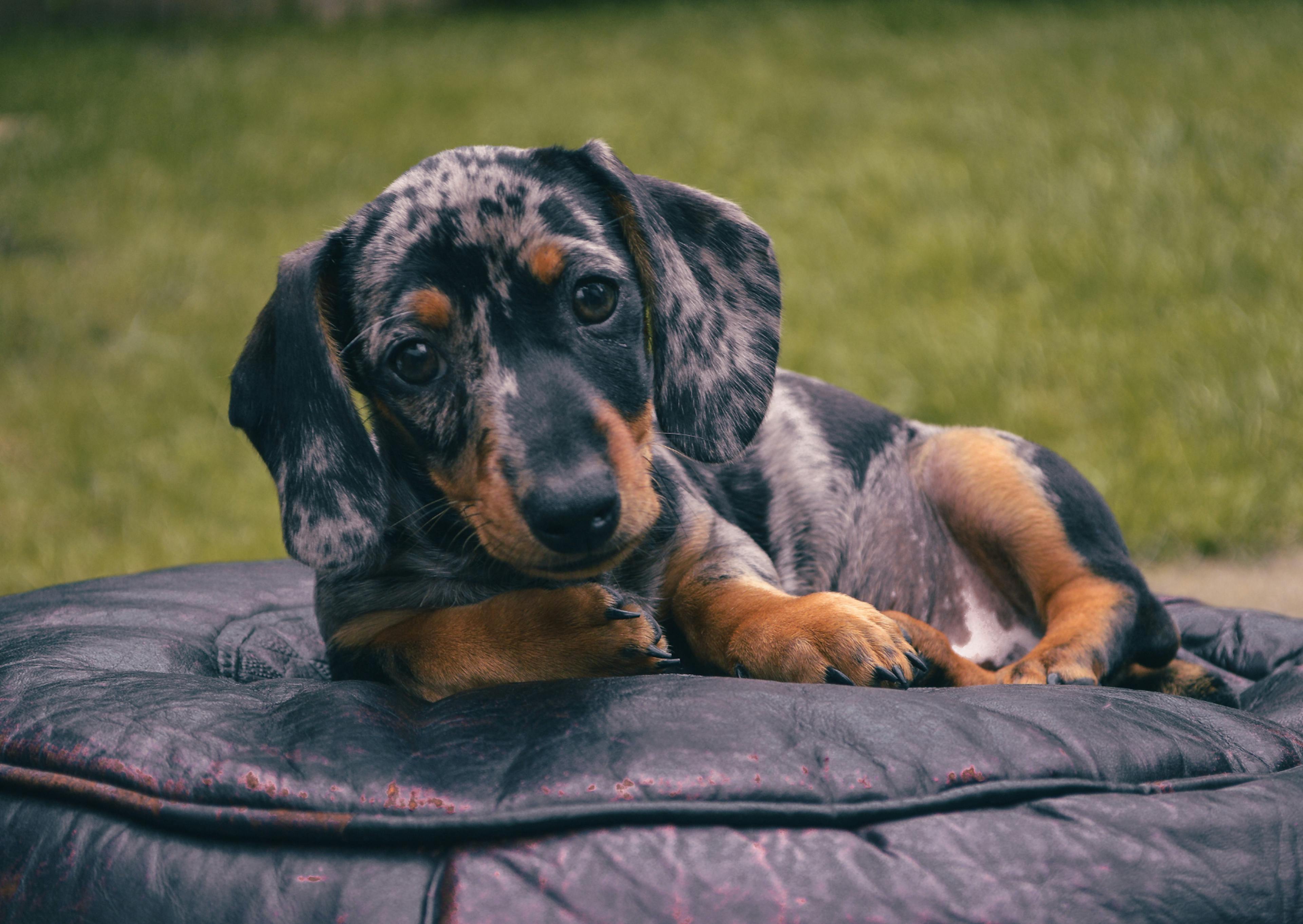 teckel couché dans un couchage dehors