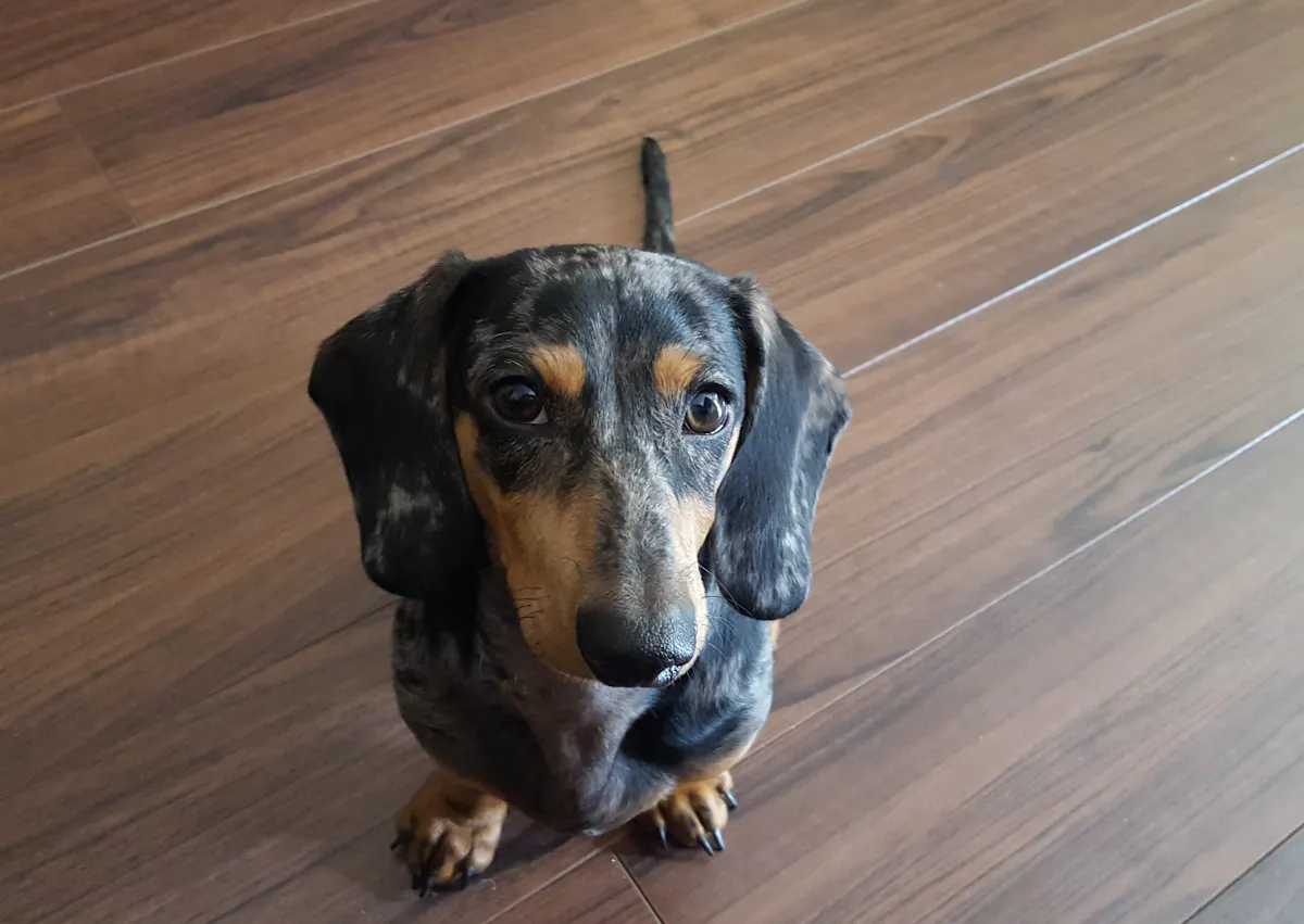 teckel qui regarde vers le haut