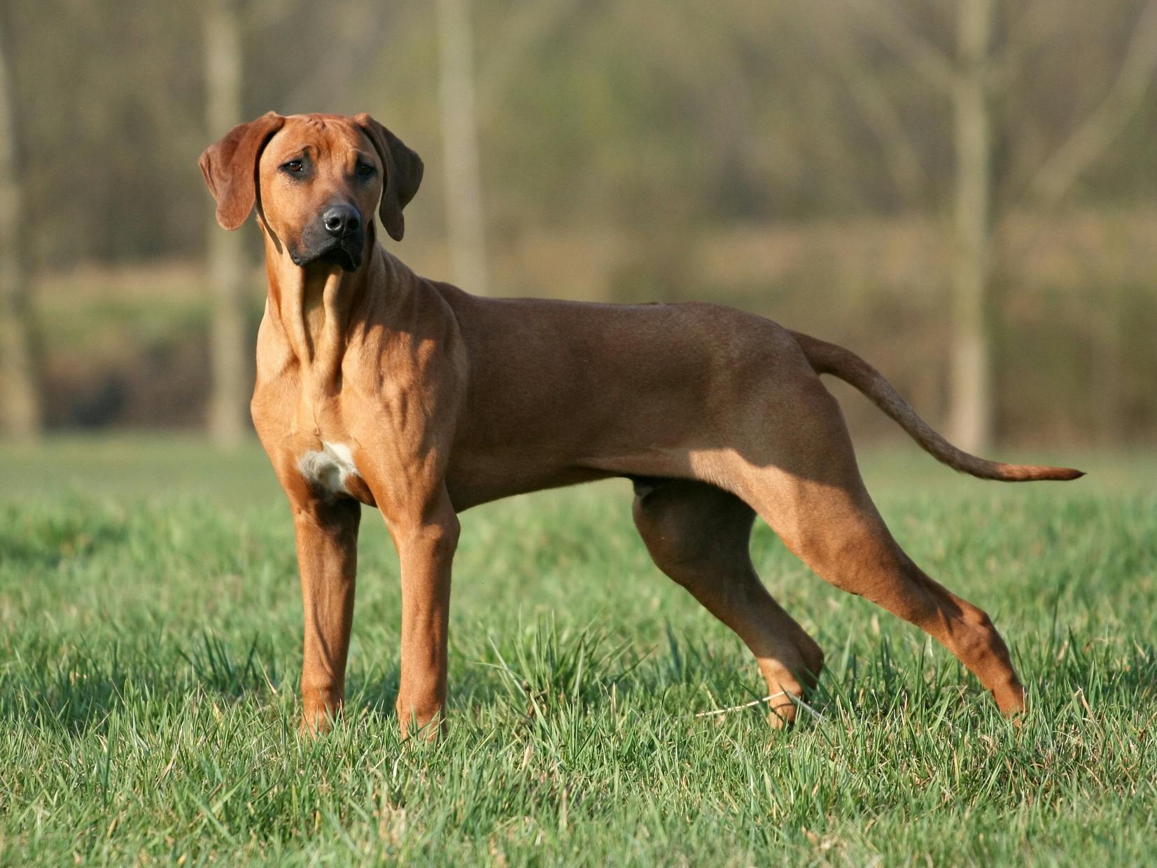 Rhodesian Ridgeback debout dans l'herbe