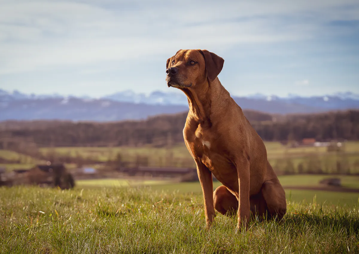 Rhodesian Ridgeback assis dans l'herbe