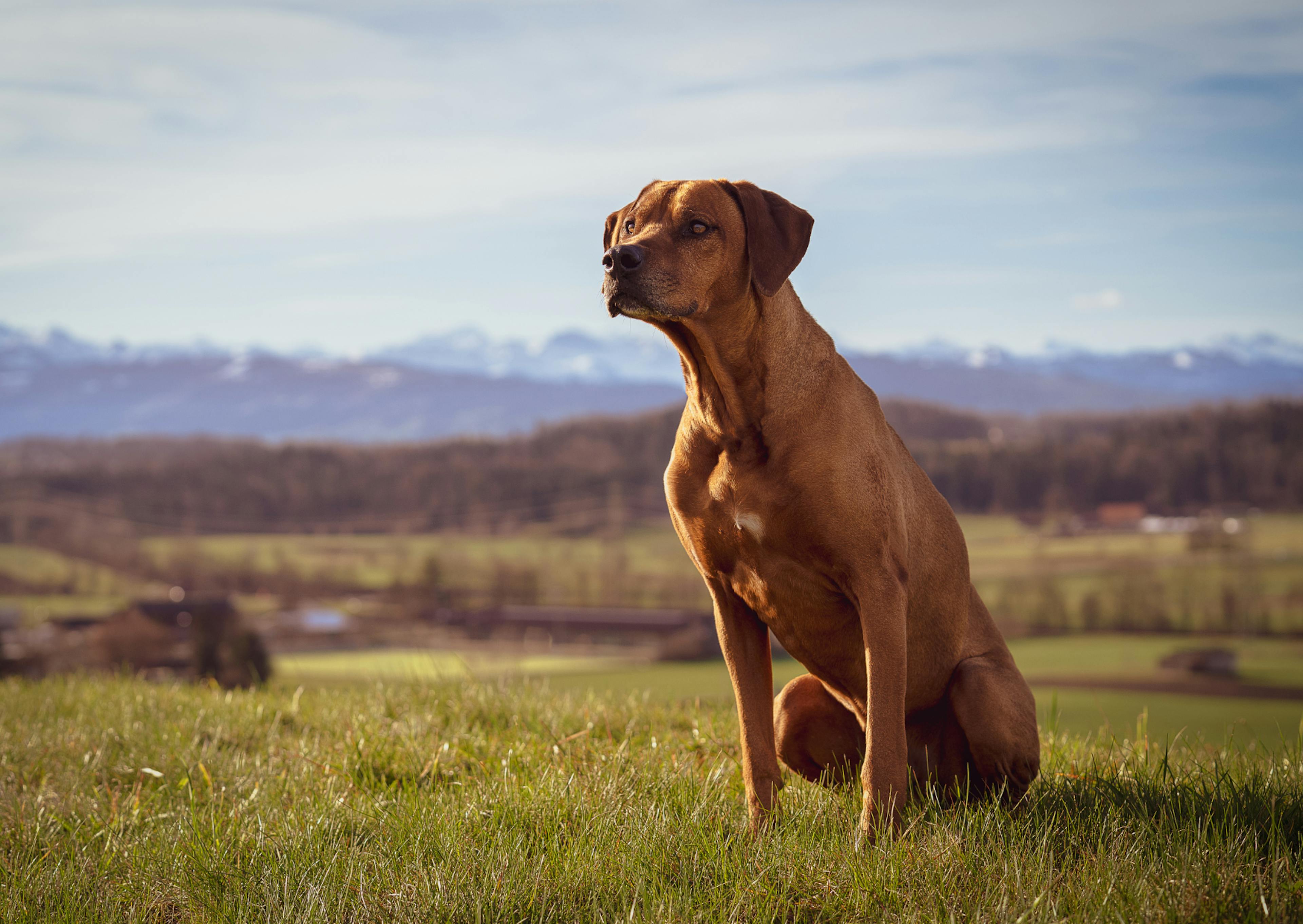 Rhodesian Ridgeback assis dans l'herbe