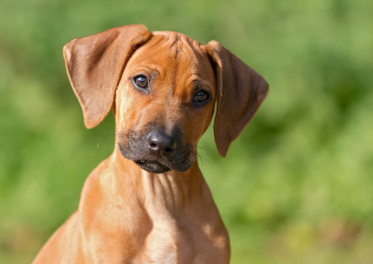 Rhodesian Ridgeback chiot qui tourne la tête