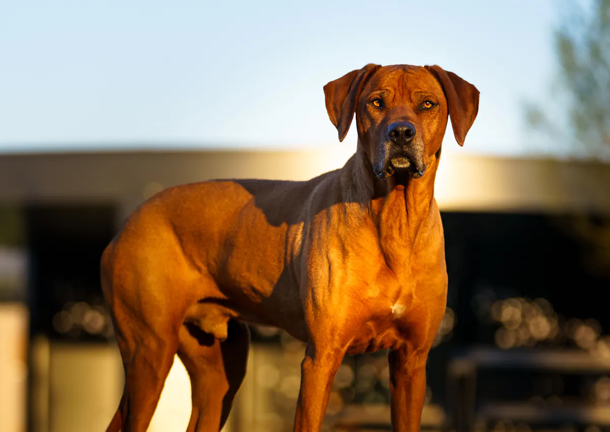 Rhodesian Ridgeback qui regarde fixement la caméra