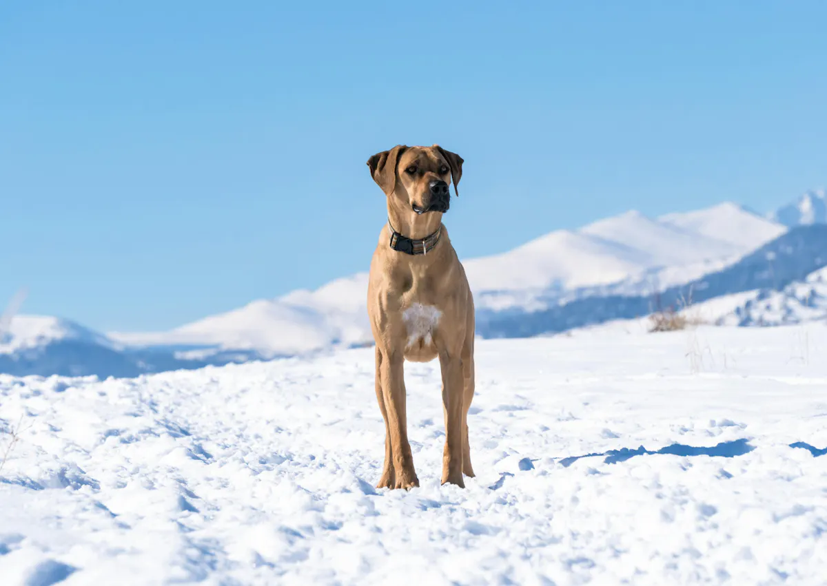 Rhodesian Ridgeback debout dans la neige, il regarde au loin