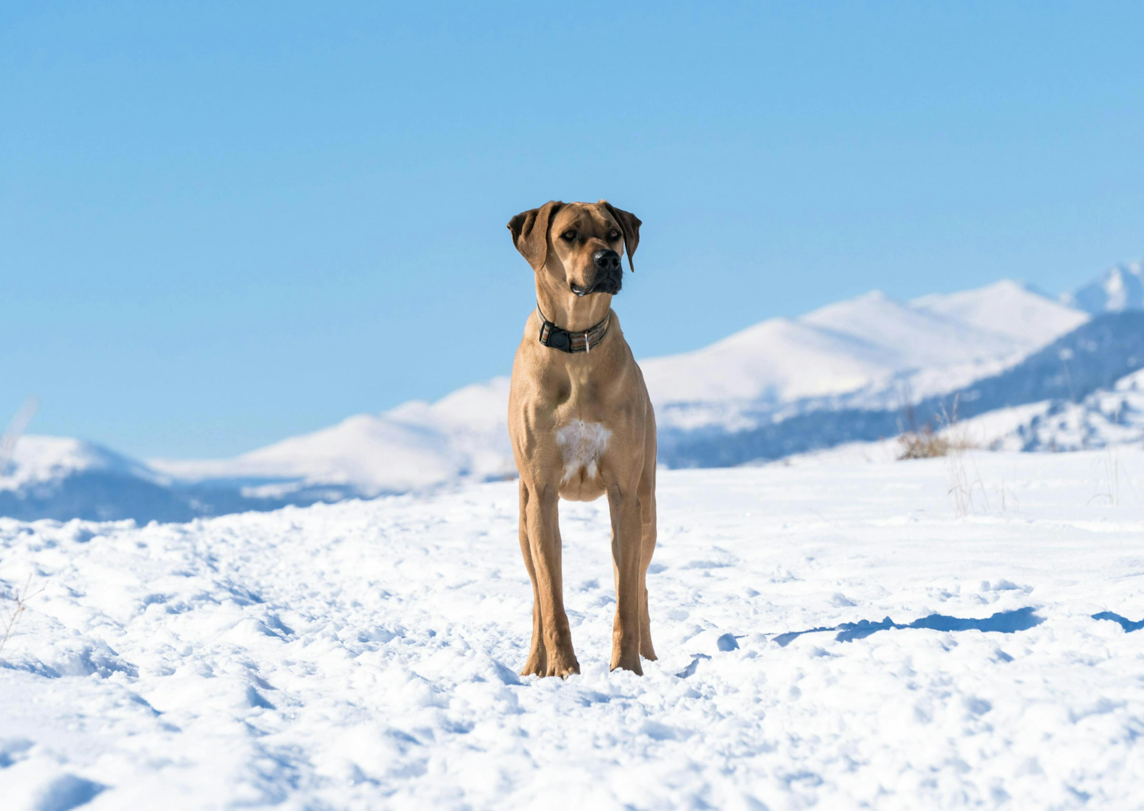 Rhodesian Ridgeback debout dans la neige, il regarde au loin