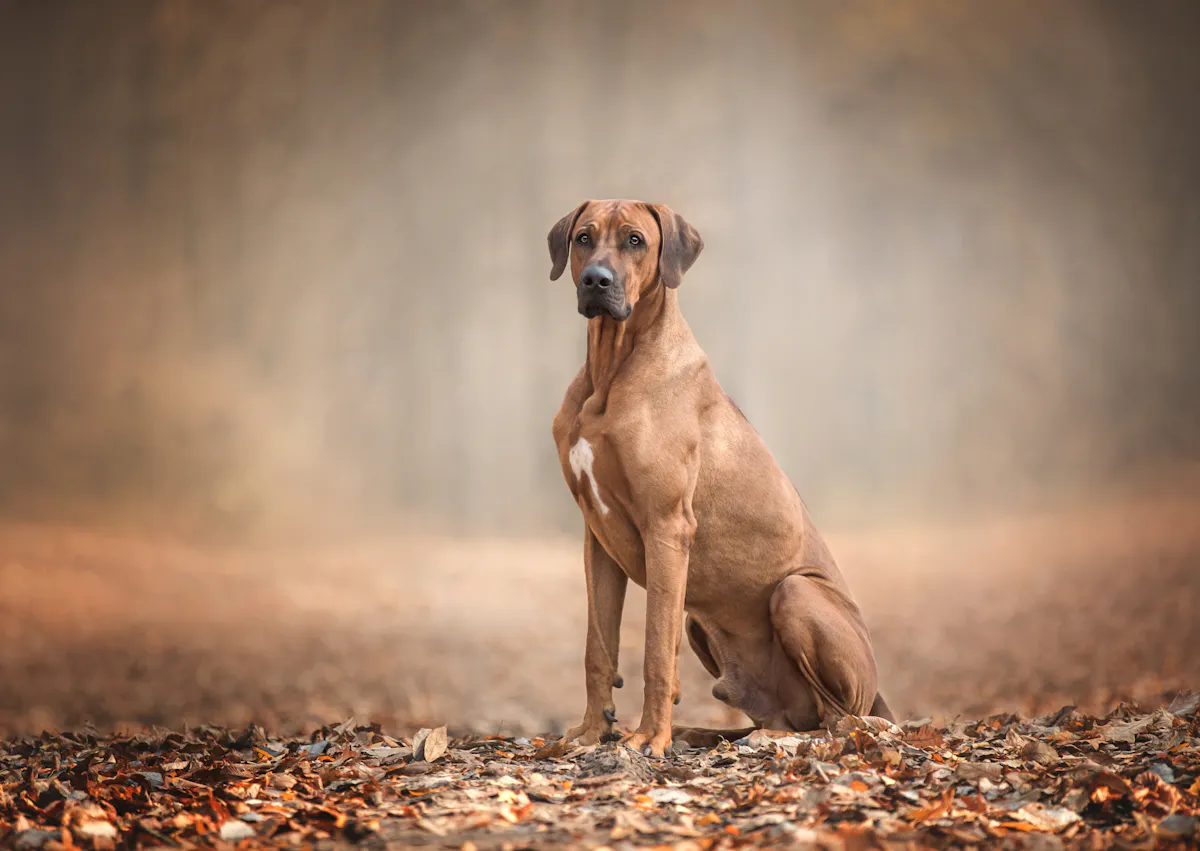 Rhodesian Ridgeback assis sur des feuilles mortes
