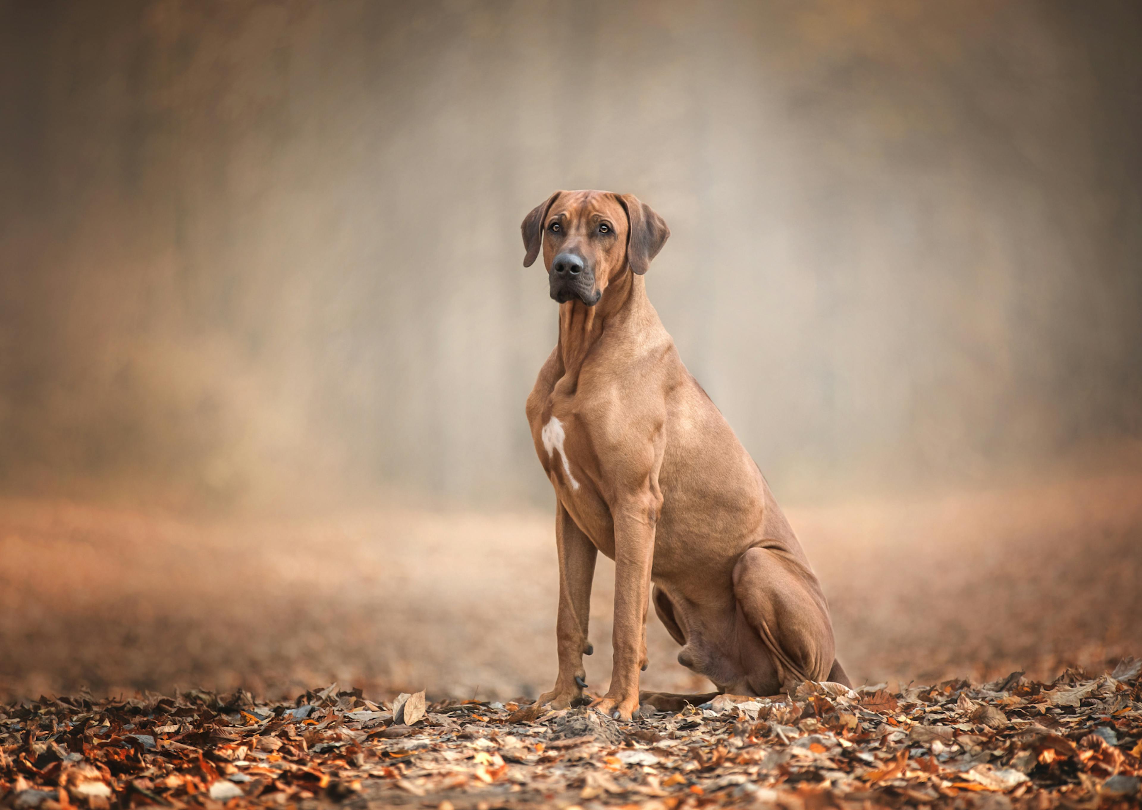 Rhodesian Ridgeback assis sur des feuilles mortes