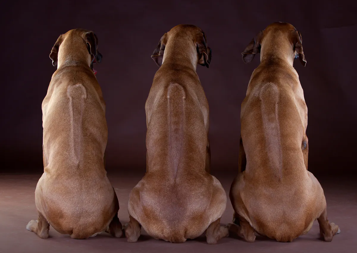 3 Rhodesian Ridgeback de dos, on voit leur crête dorsale