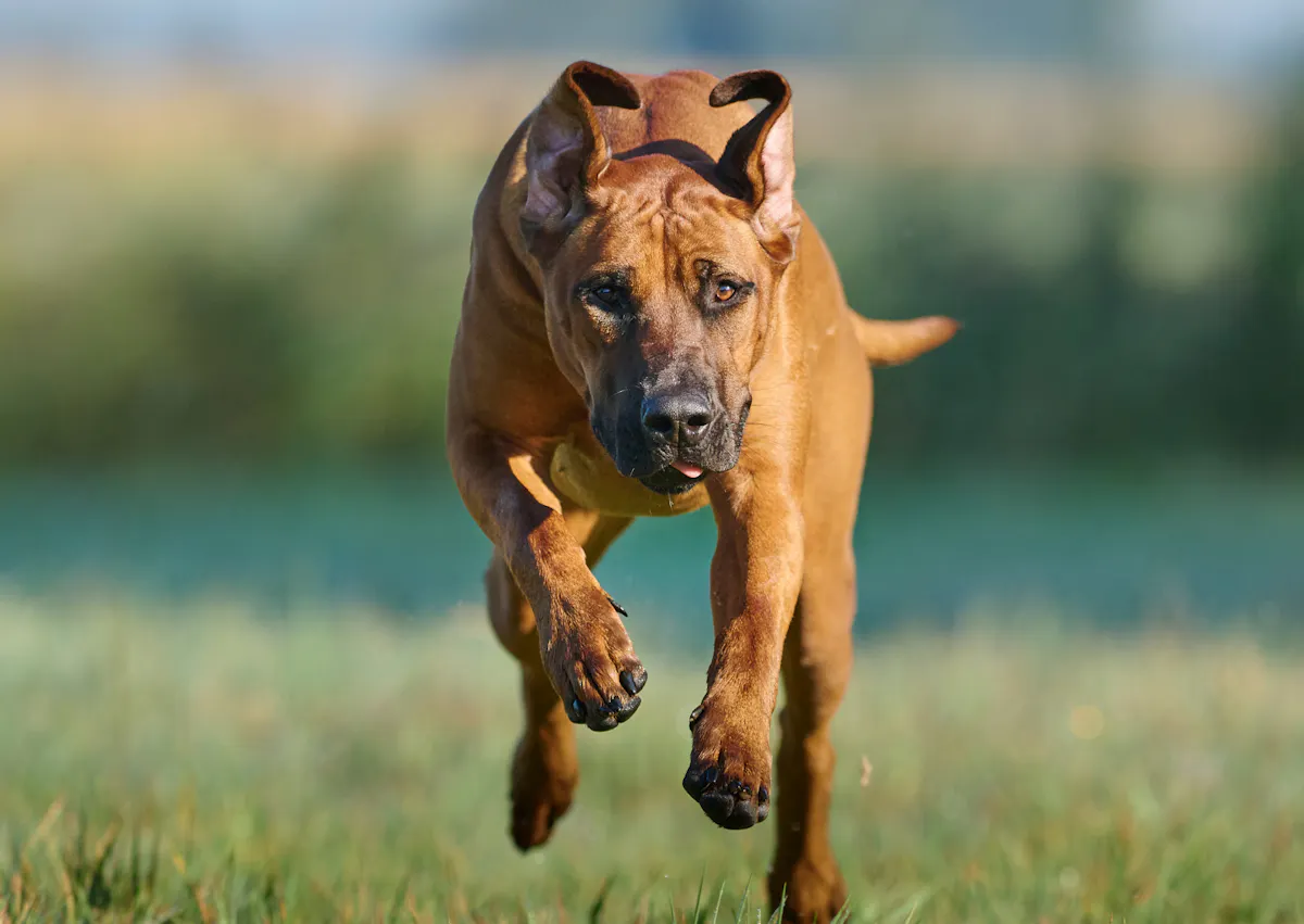 Rhodesian Ridgeback qui court dans une étendue d'herbe