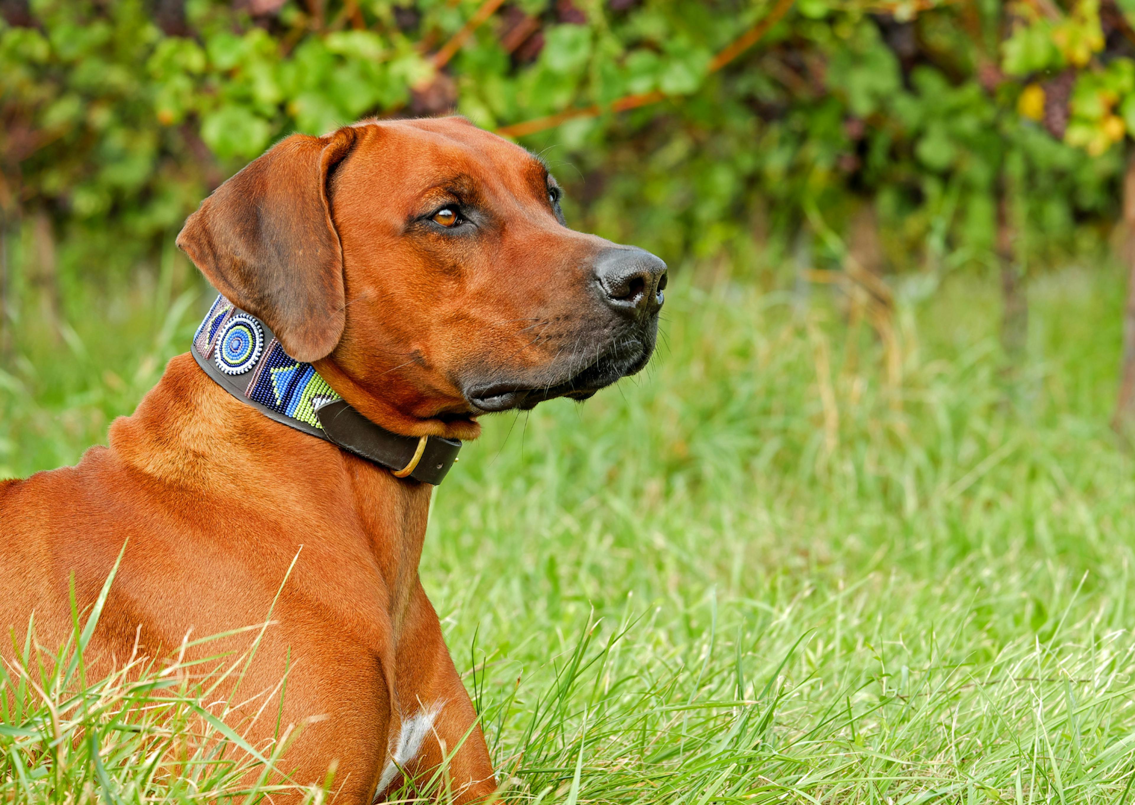 Rhodesian Ridgeback couché dans l'herbe