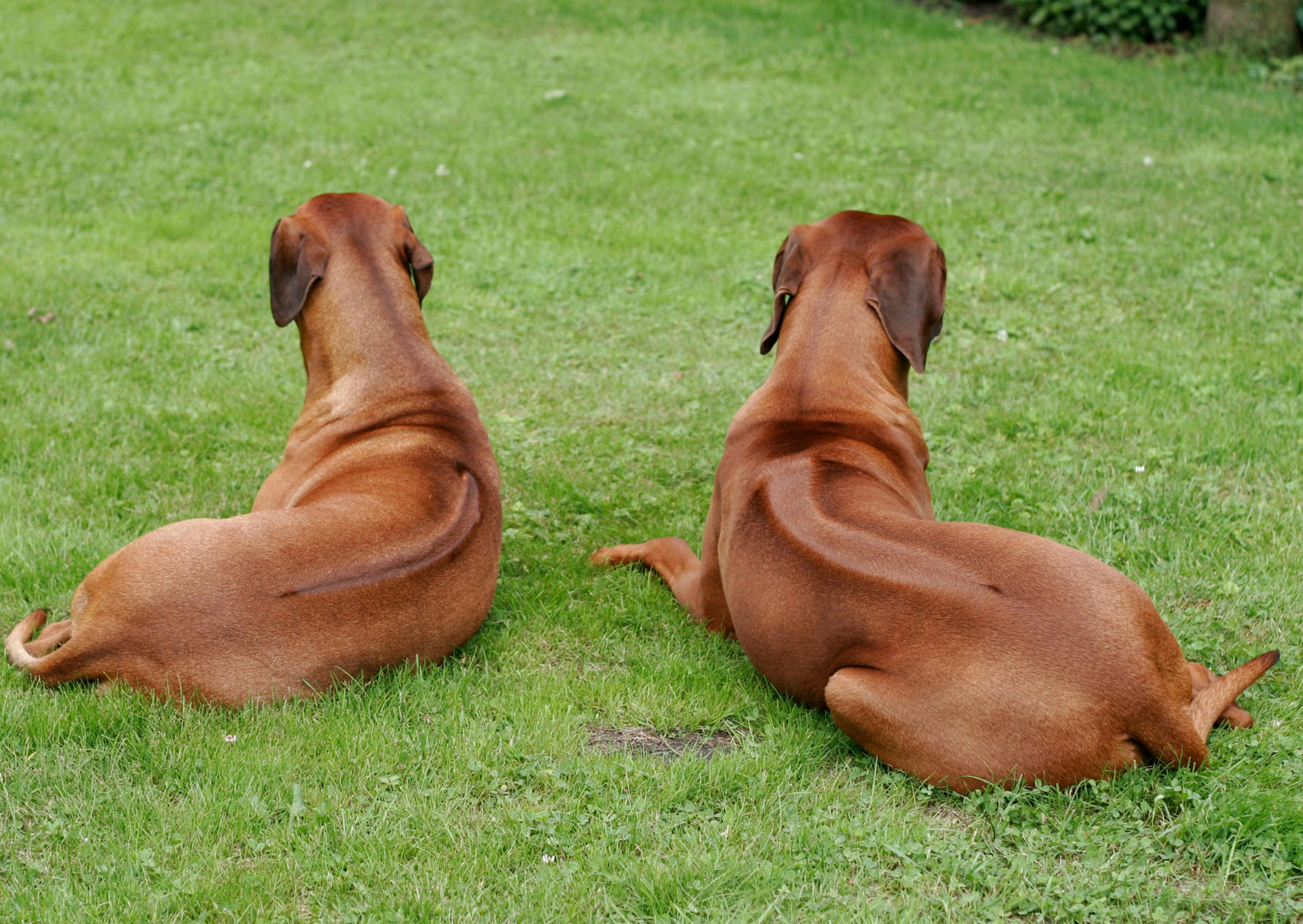 2 Rhodesian Ridgeback couchés dans l'herbe