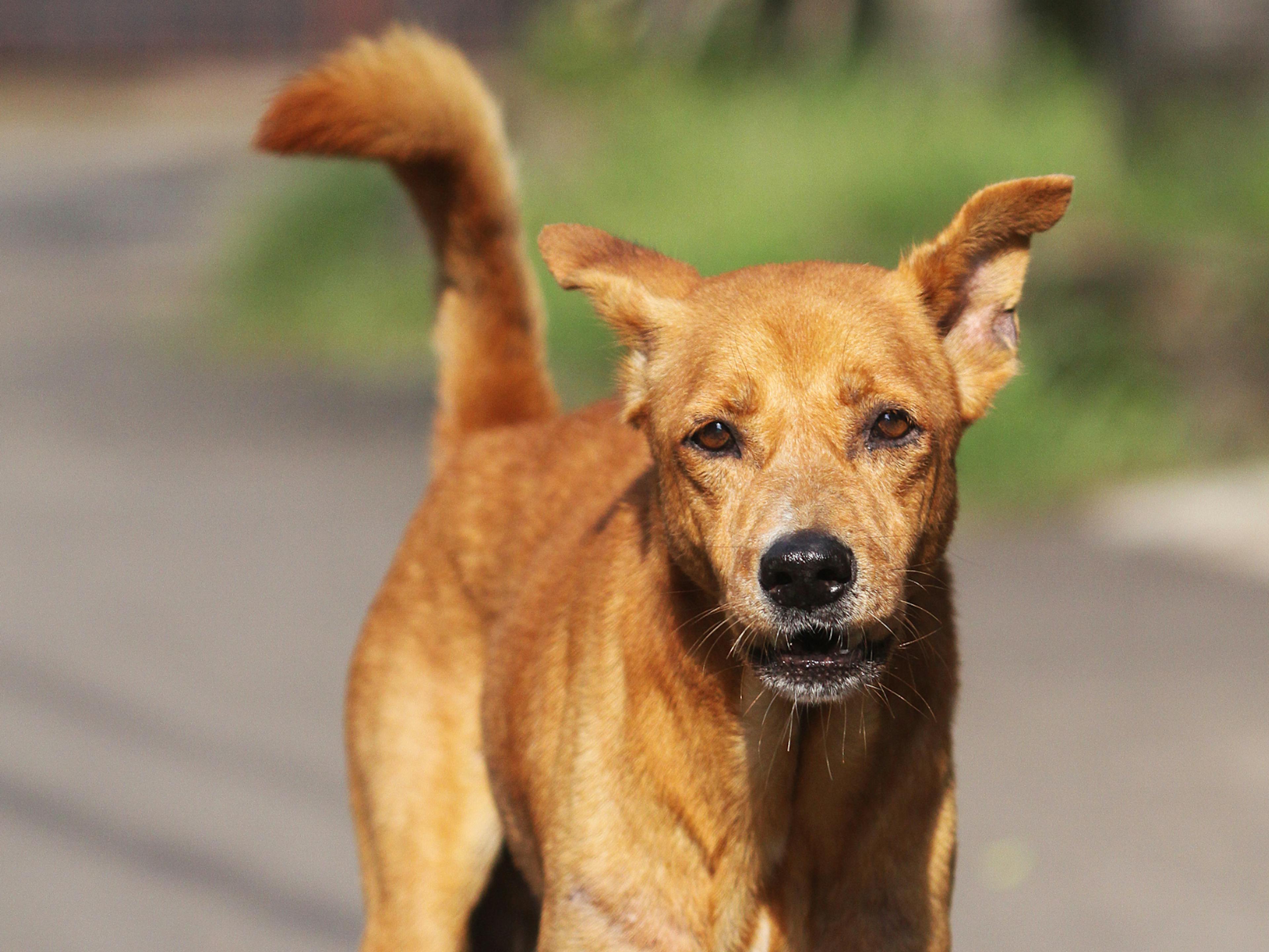 Berger créole sur une route qui court