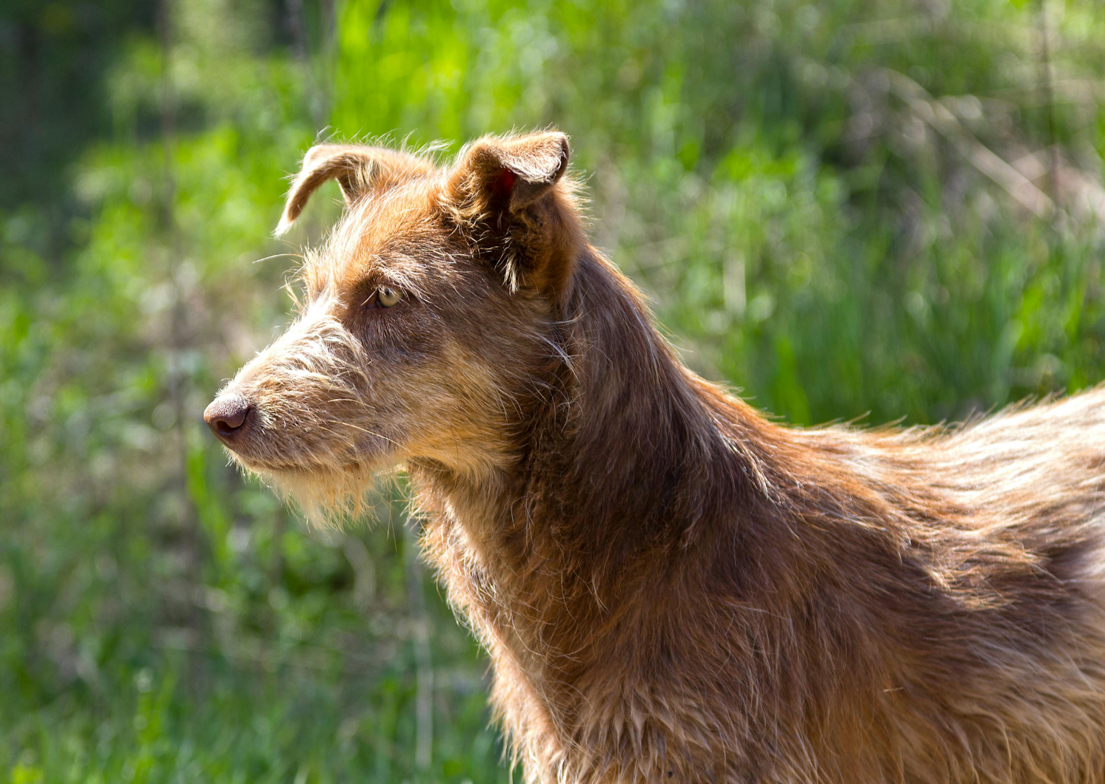 Berger créole qui regarde au loin dehors