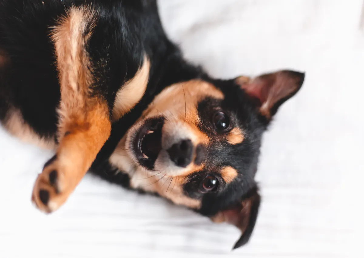 Berger créole sur un drap blanc, il balle et regarde vers le haut