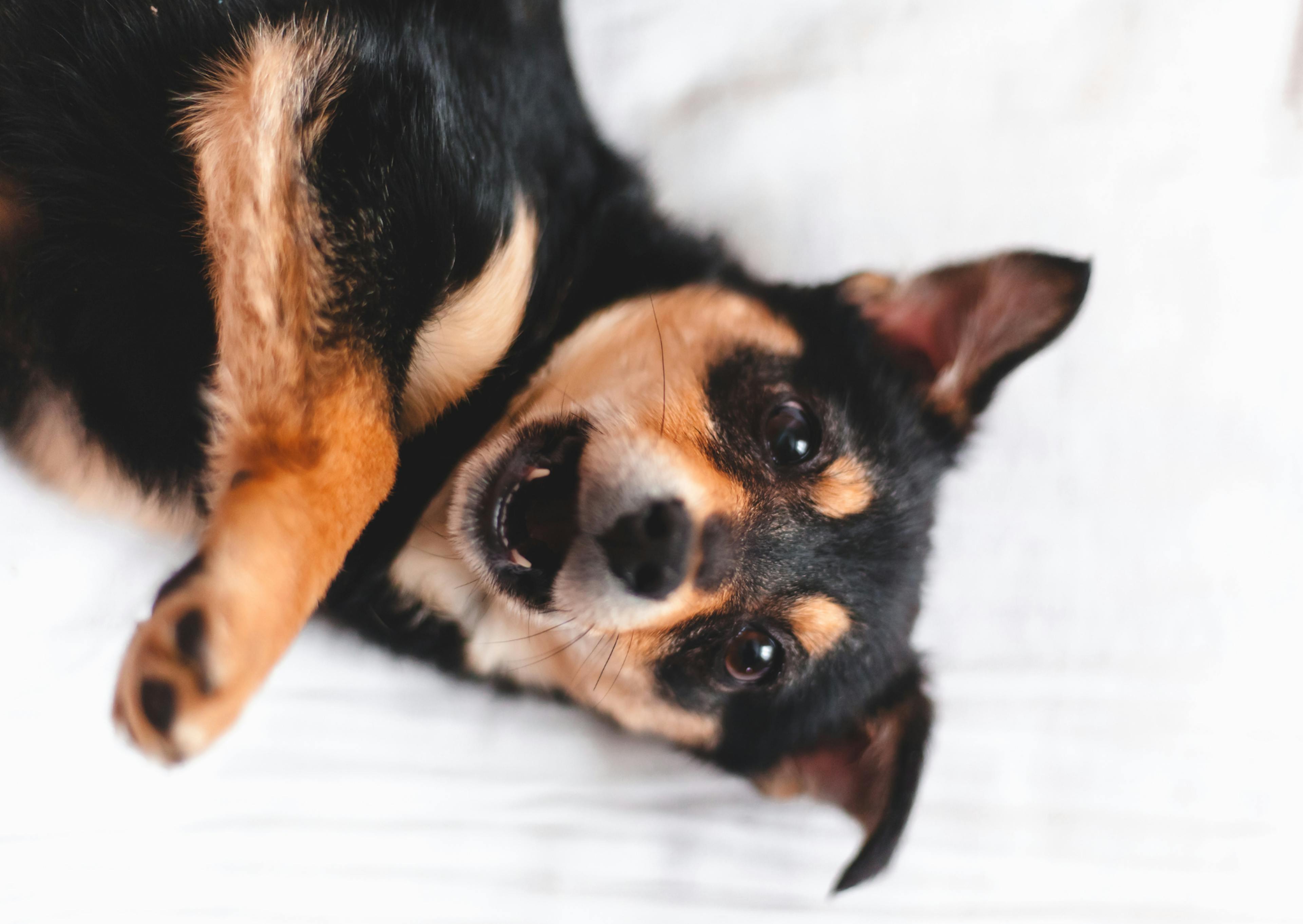 Berger créole sur un drap blanc, il balle et regarde vers le haut