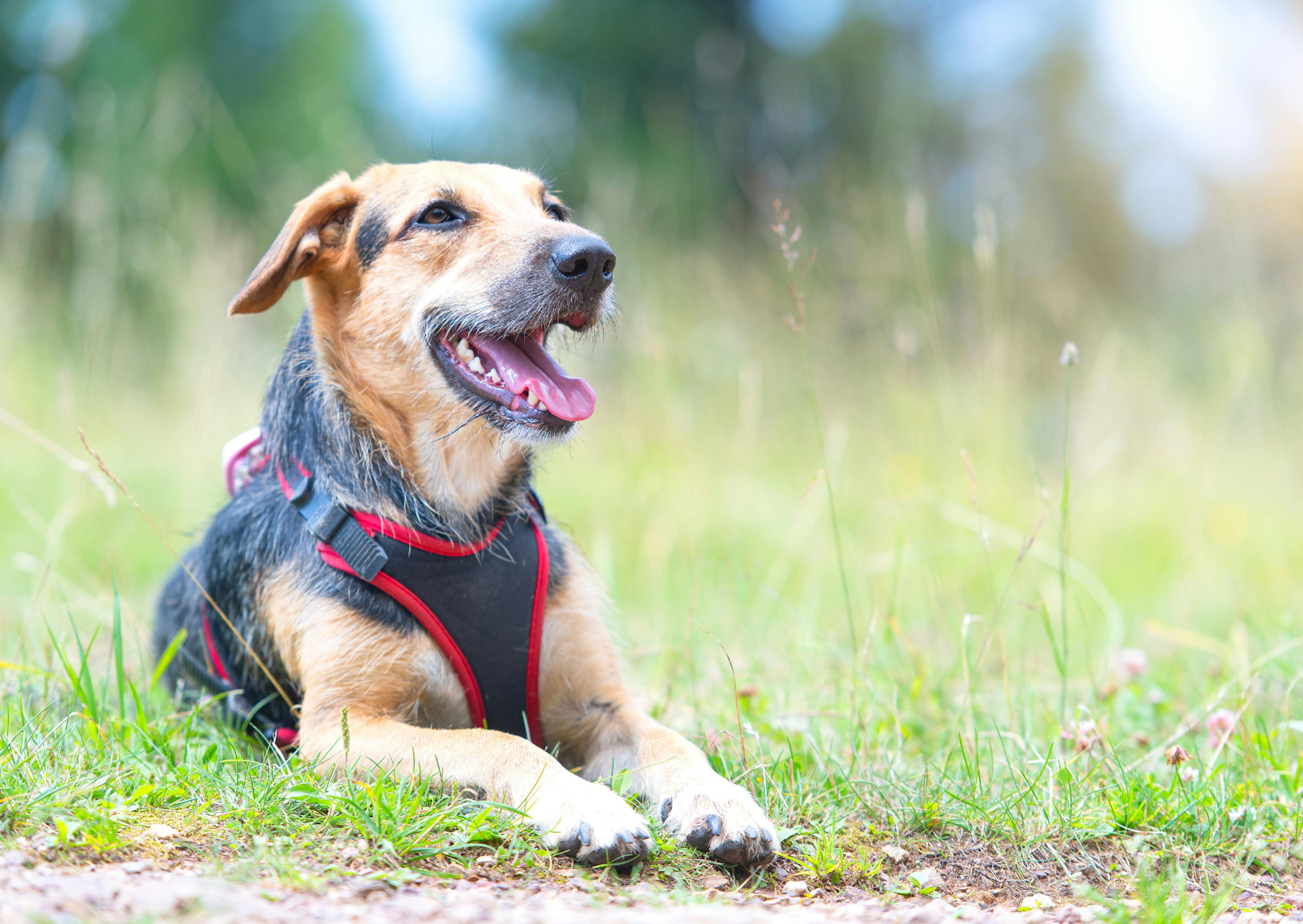 Berger créole couché sur de l'herbe dehors